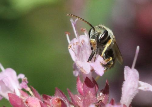 Seladonia submediterranea